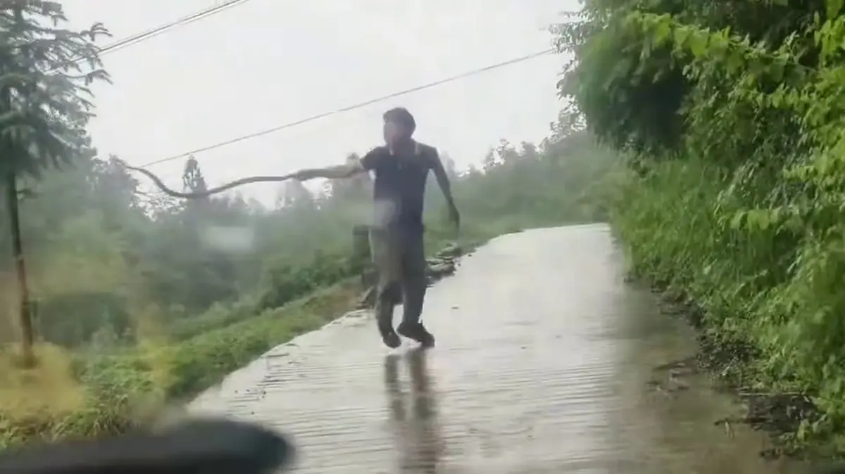 VIDEO. Oraș chinezesc, sub asediul șerpilor veninoși: situația a scăpat de sub control