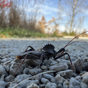 rock-bug