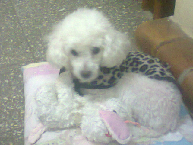 Foto0040
