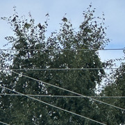 IMG 4936