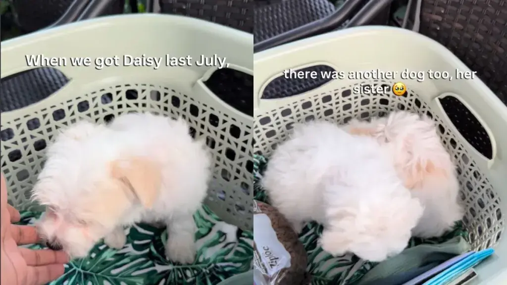 Poodle's Park Playdate Reveals Surprising Family Tie