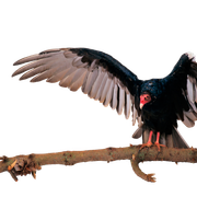 daab290e5154