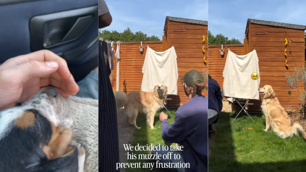 Rescue Golden Retriever Learns to Love New Puppy Companion