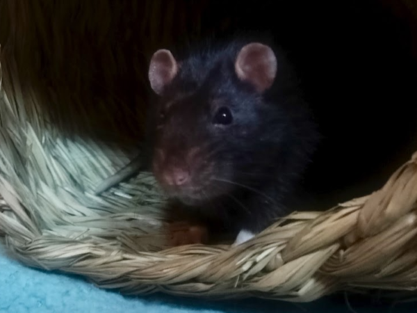 Clover