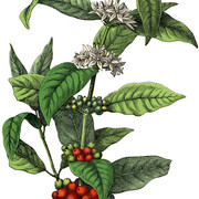 Stock Image Coffee Plant Graphics Fairy