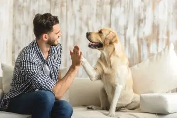 Paw-some Presents for Dog Dads