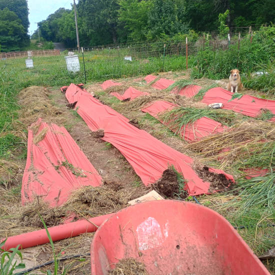 Sweet Potato Rows6 20 2026.jpg