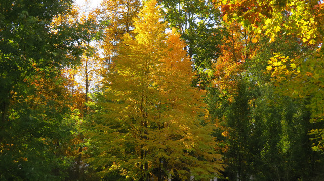 IMG-0294.jpg