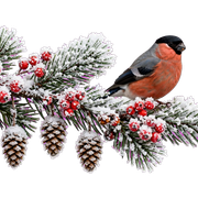 winter hyl transparent
