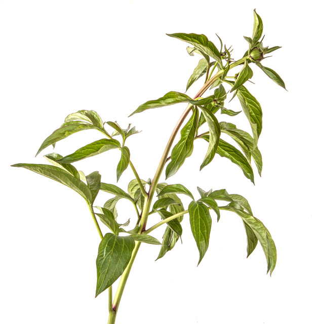 shutterstock 1091907902