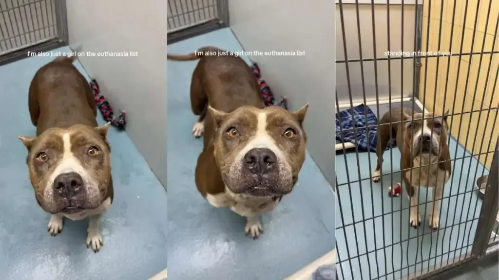 Shelter Dog's Fate Hangs in Balance
