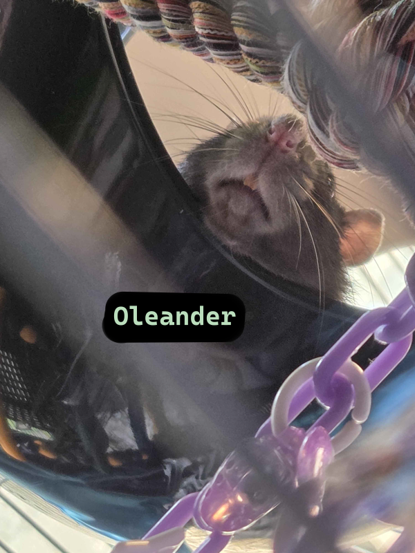 Oleander