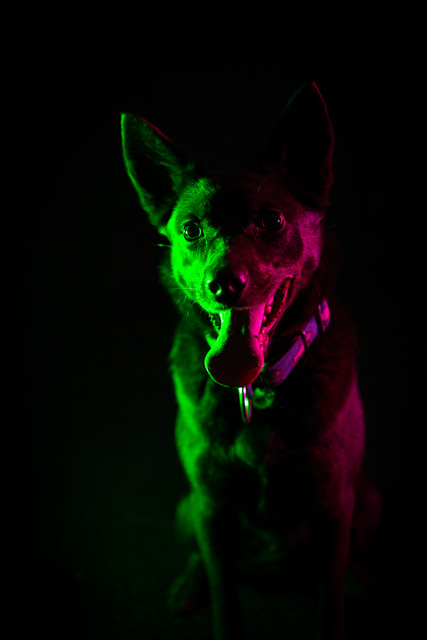Vixen