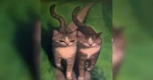 Feline Art Captures Hearts with "120%" Charm