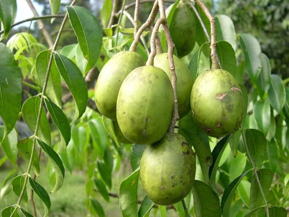 Amatekai / ಅಮಟೆಕಾಯಿ 