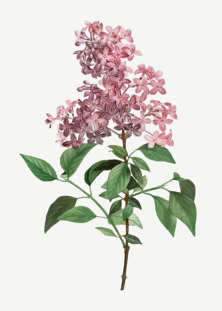 chinese lilac vector.jpg