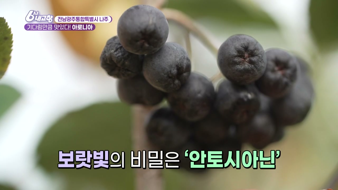 6시내고향 나주 아로니아 추가 캡처 2