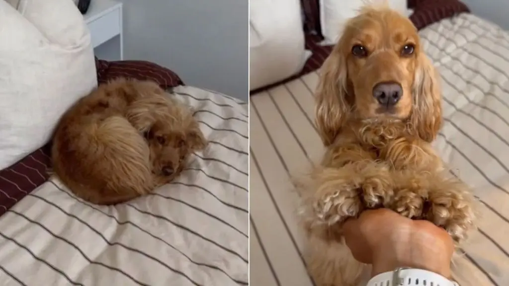 Dog Resembles Croissant, Leaves Mom Speechless