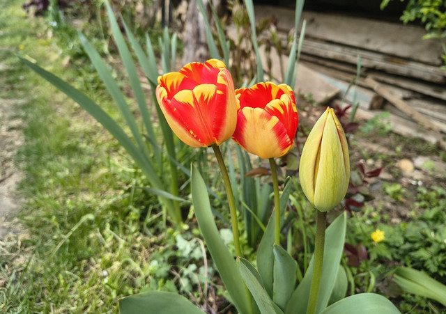 tulip.jpg