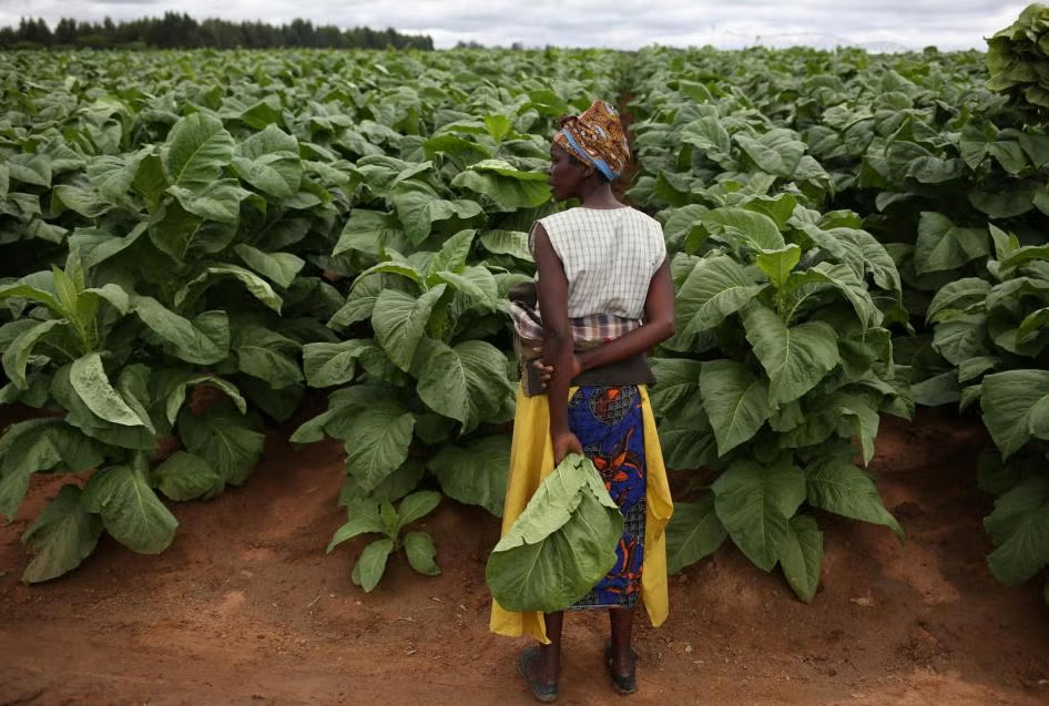 Illustration - Zimbabwe : la production de tabac atteint des niveaux records en 2026, le continent retrouve une culture qui divise autant qu'elle fait vivre