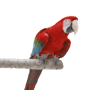 macaw.gif