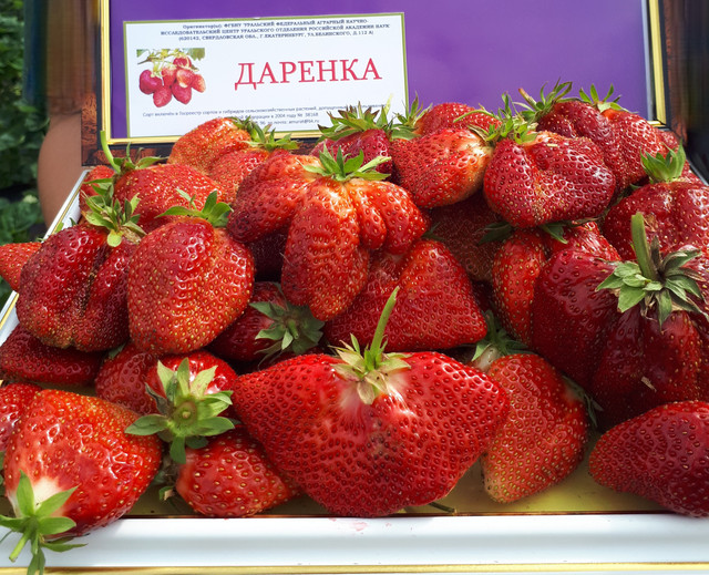 ДАРЕНКА1
