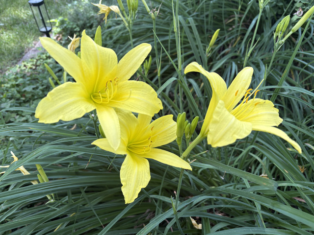 IMG 4623.jpg