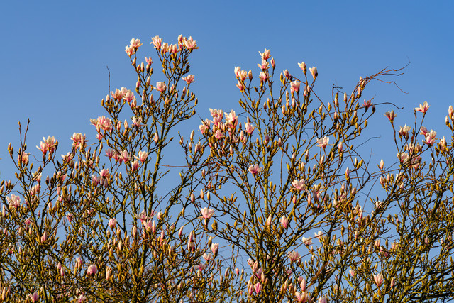 DSF5427.jpg