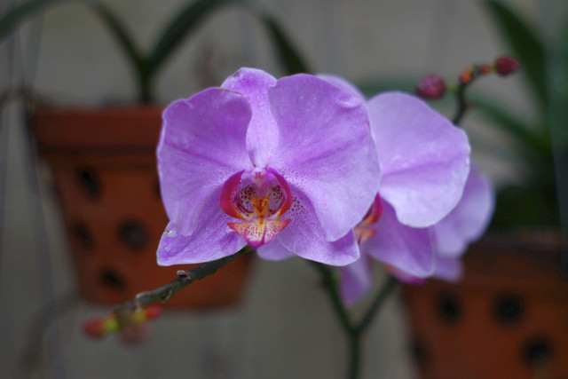 IMGP1490-Original
