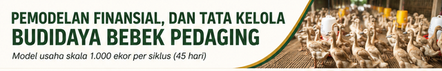 budidaya bebek pedaging.png