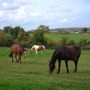 IMGP2456