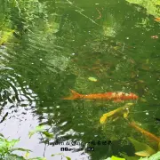 克切拉禅修林1