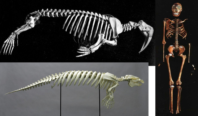 Walrus-vs-erectus