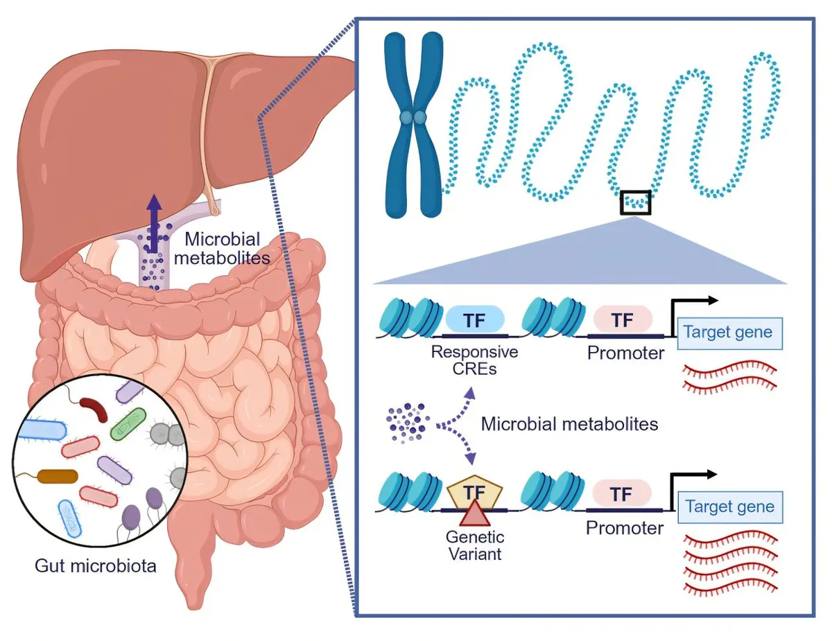 Gut Microbes Influence Liver Function through DNA Switches