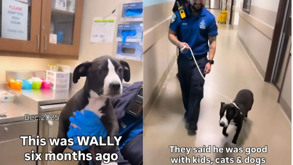 Dog Reunited with Forever Home After Return to Shelter