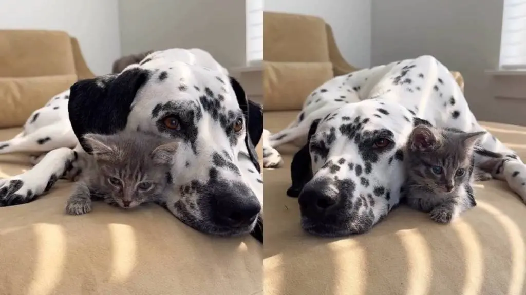 Tiny Kitten Wins Big Dog's Heart