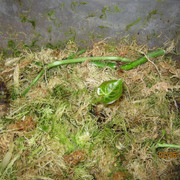 IMG 6421