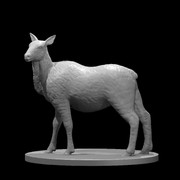 Elk Cow