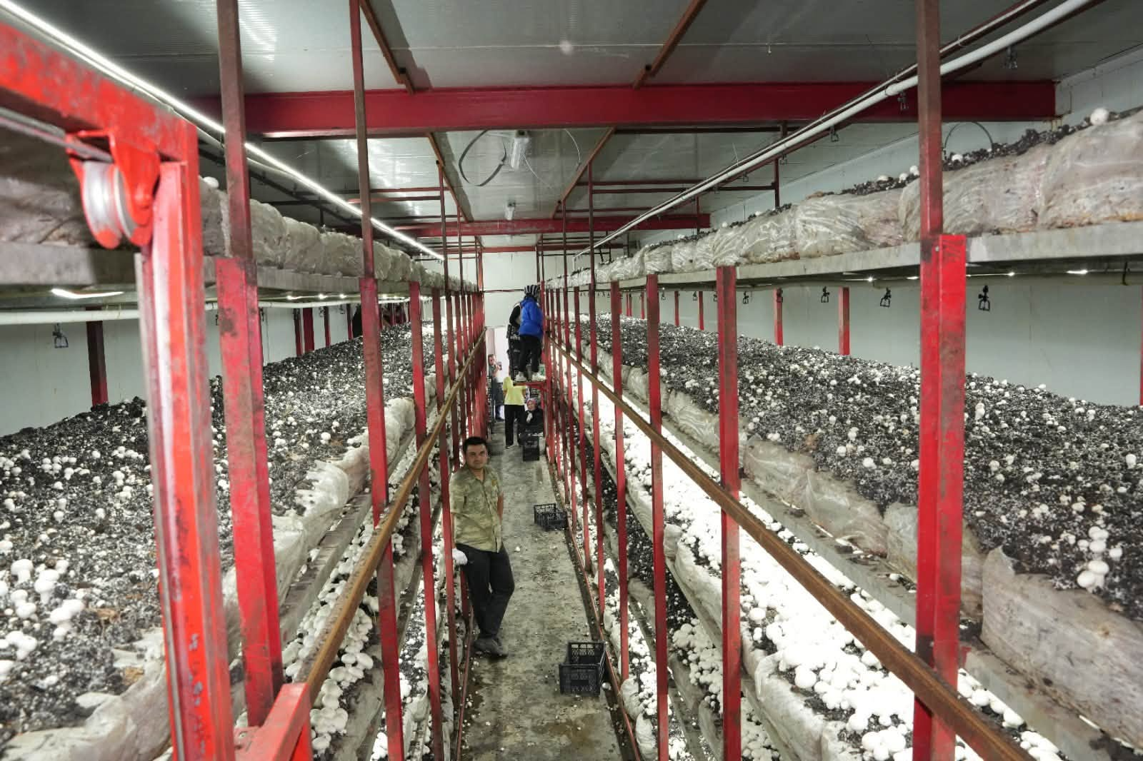 Taze Kültür Mantarı Yakın Çekim Görünümü