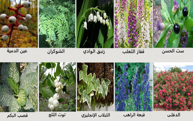صوت العراق | أخطر 10 نباتات سامة في السويد: جمال يخفي الخطر
