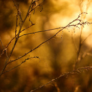 bosque-de-Olmos-52