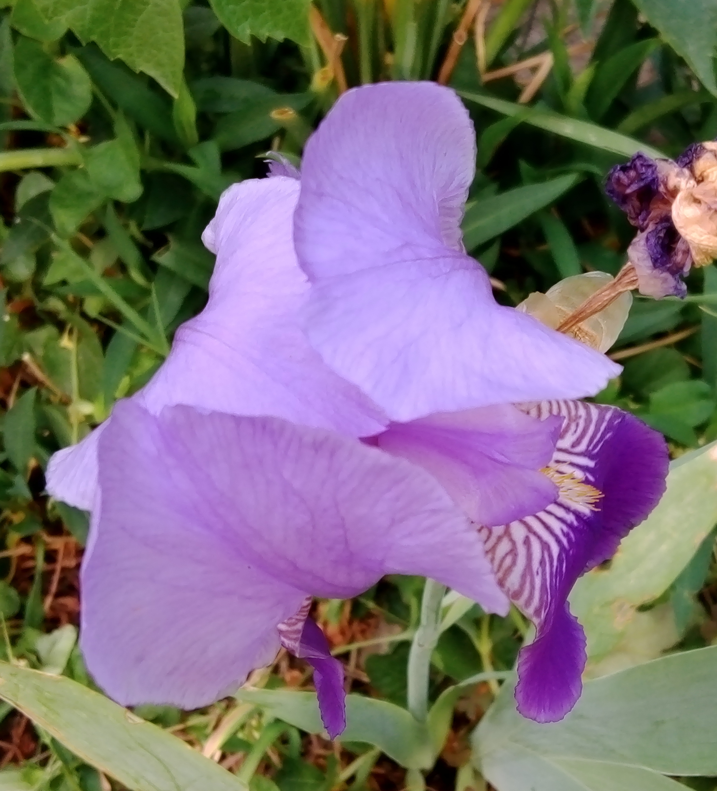 second-pink-flower.jpg