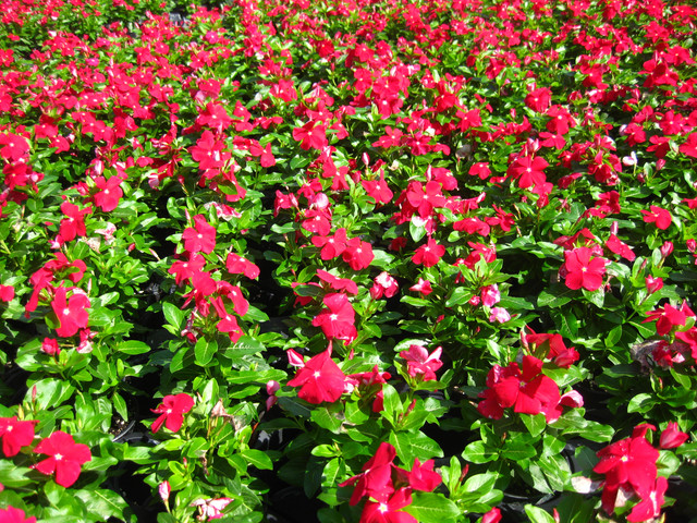 Brad's Bedding Plants