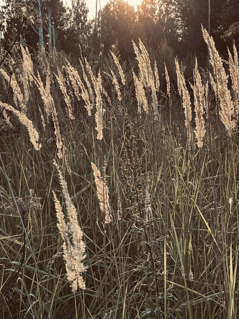 IMG-4035.jpg