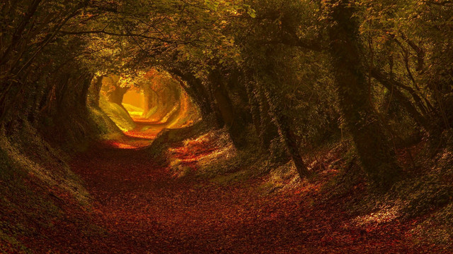wallpaperbetter-com-1920x1080yrty