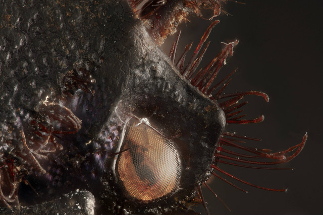 beetle-eye-lower-quality