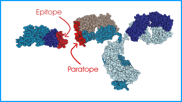 Labeled-PD-1-Ig-G-2-With-Border.png