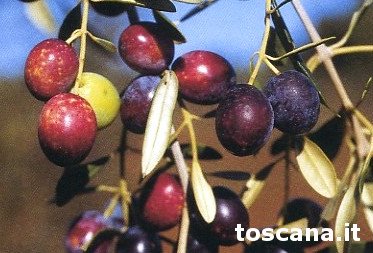 Variety of Morchiaio Olive, 