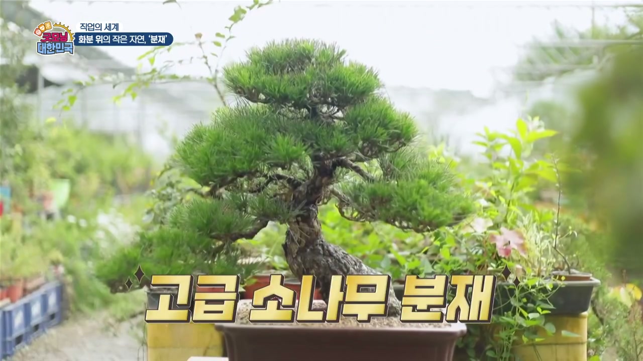 굿모닝대한민국 분재 베테랑 이광수 추가 캡처 1