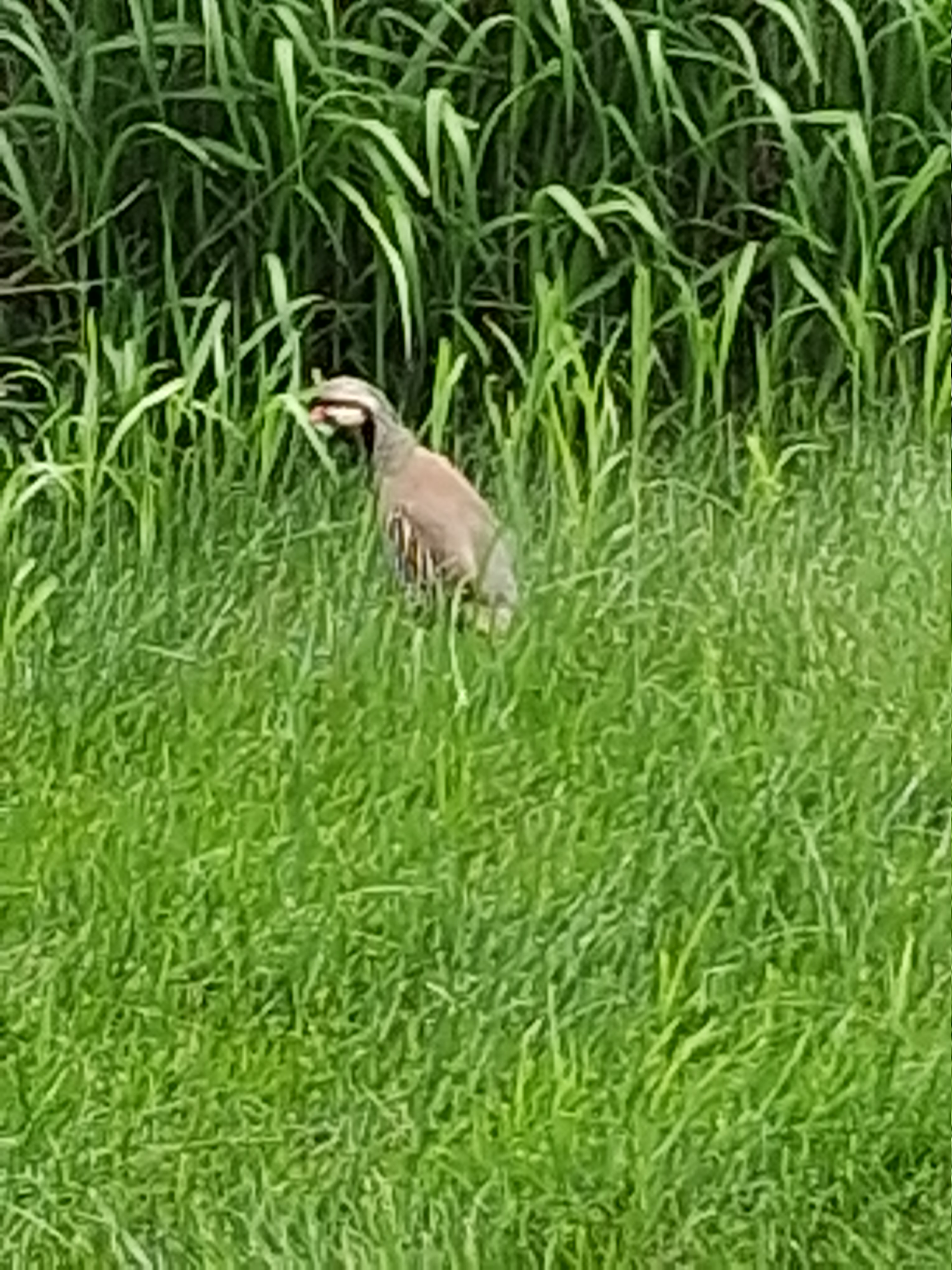 最近認識された鳥の写真